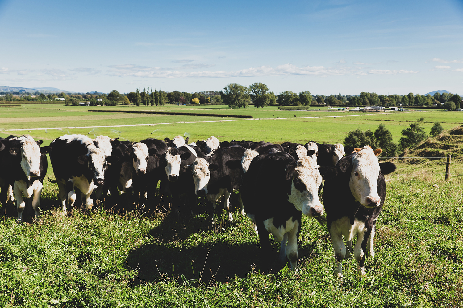 AsureQuality Grass Fed Certification