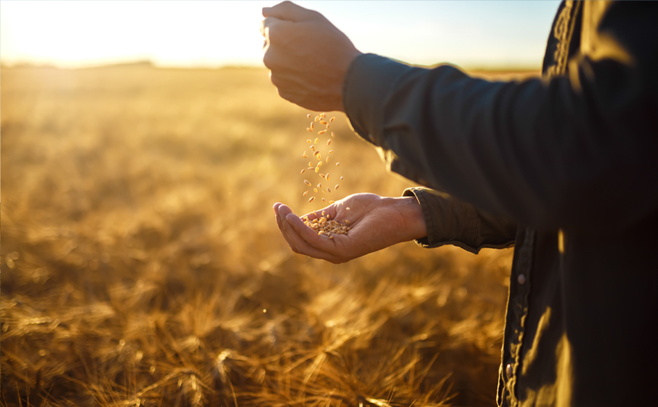 Certified Seed Growers 946x586 