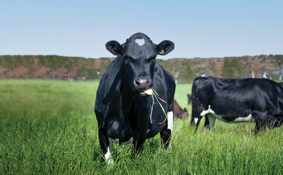 Herd Health Programme 946 x 586px