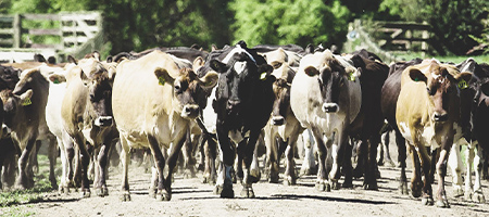 AQ Dairy Farming Industry