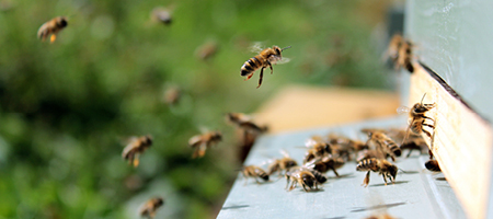 Apiculture Register